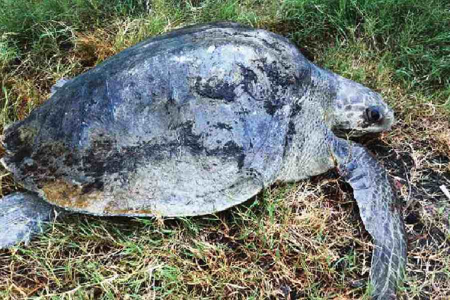 Olive Ridley Turtles Endangered Turtles Return To Dynamic Beach In