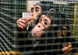 চিড়িয়াখানায় কাঁদছে, কাঁপছে তিন অতিথিই