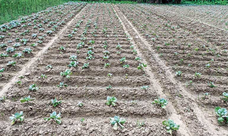 সেচের অভাব, চারা তৈরিতে সমস্যায় চাষিরা