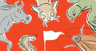 সাদা পতাকা