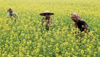 জৈব চাষ করে বিপাকে চাষি