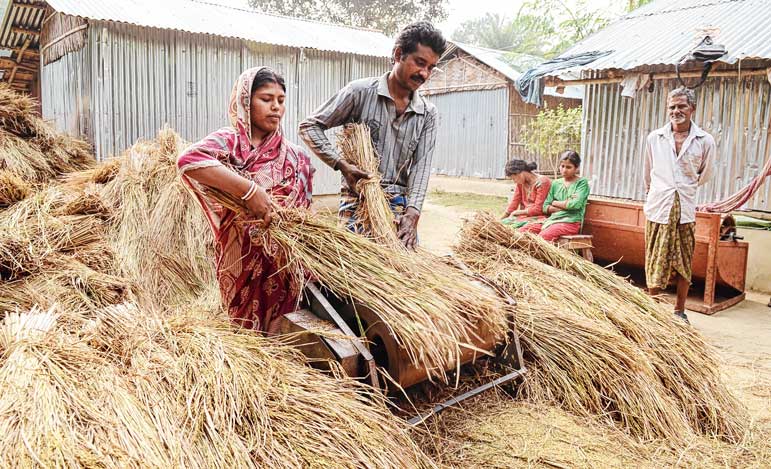 ধান ঝাড়াইয়ের কাজ চলছে বাগ পরিবারে। —নিজস্ব চিত্র।