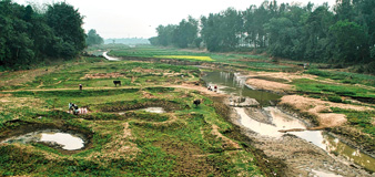 ডিভিসি-র জল না পেয়ে মাথায় হাত আমতার বোরোচাষিদের