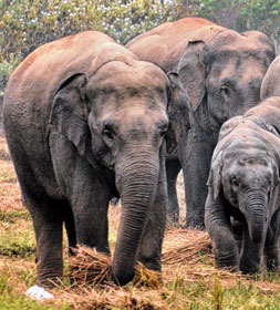 শহর পেরিয়ে এ বার হাতির হামলা গ্রামে