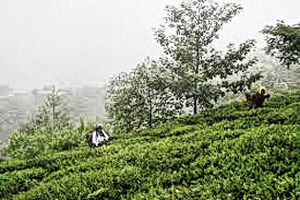 উত্তরবঙ্গ উন্নয়ন খাতে এ বার দ্বিগুণ বরাদ্দ