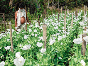 অভিযানে বেআইনি পোস্তগাছ নষ্ট দাসপুরে