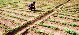 বাদামের বিকল্প চাষে দিশা দেখাচ্ছে খয়রাশোল