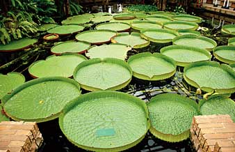 সাহেবদাদু