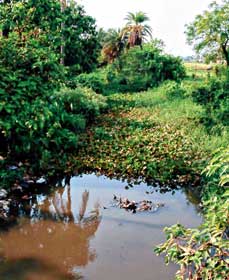 সংস্কারের অভাবে মজা খালে বেহাল নিকাশি