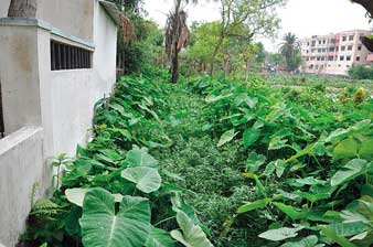 আগাছায় ঢেকেছে নালা, মশায় নাজেহাল চুঁচুড়া