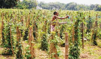 দাসপুরে সব্জি গাছের পরিচর্যার কাজ চলছে।  —নিজস্ব চিত্র।