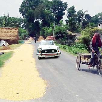 ভুট্টা শুকোতে গিয়ে টান পড়েছে পথেই
