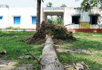 ঝড়ে পড়া গাছ নিয়ে বিপাকে প্রাথমিক স্কুল