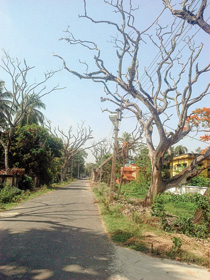 রাস্তার পাশে মরা গাছ। ভেঙে পড়তে পারে যখন তখন। নিজস্ব চিত্র।