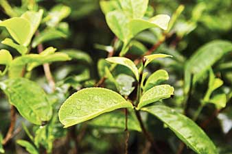 এখনও বৃষ্টি নেই, প্রমাদ গুনছে চা শিল্প