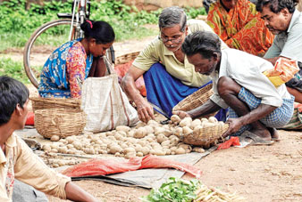 দুই জেলায় চড়া দরেই বিকোচ্ছে আলু