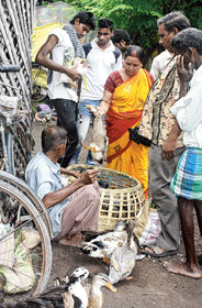 বৃষ্টি নামতেই বাড়ল পুজোর জাঁক
