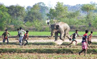 হানাদার হাতি