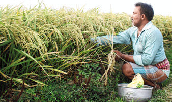 জমিতে নবীন ধান।—ফাইল চিত্র।