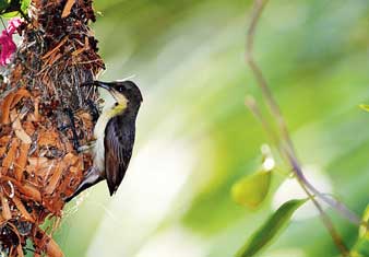 ফুড়ুৎ আর ফাড়াৎ