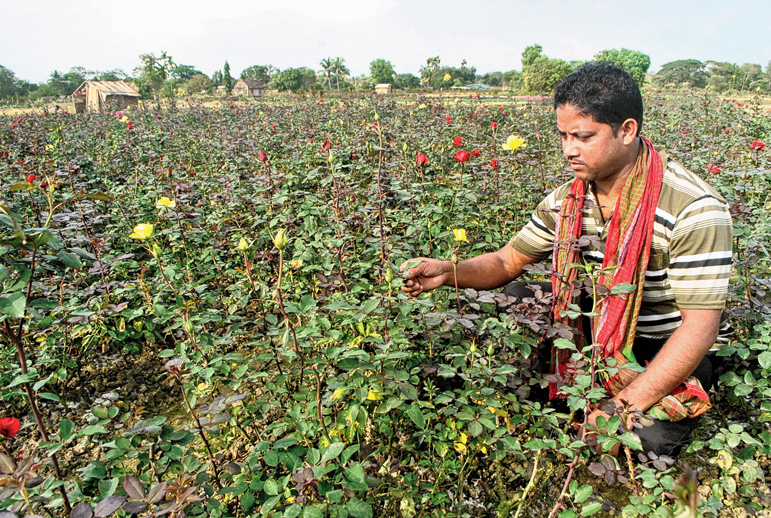 ক্ষতিগ্রস্ত গোলাপ খেতে চাষি। বাগনানে সুব্রত জানার তোলা ছবি।