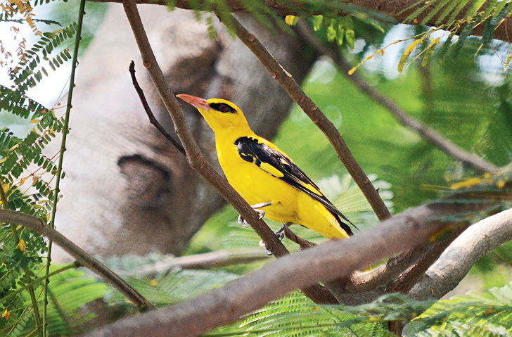 অপেক্ষা