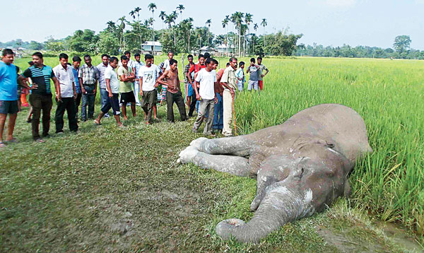 বিদ্যুতস্পৃষ্ট হয়ে মৃত্যু, খেত থেকে উদ্ধার হাতির দেহ
