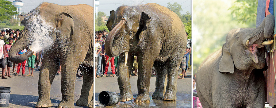 এসপি বাংলো ঘুরে হাতি পৌঁছে গেল জাতীয় সড়ক