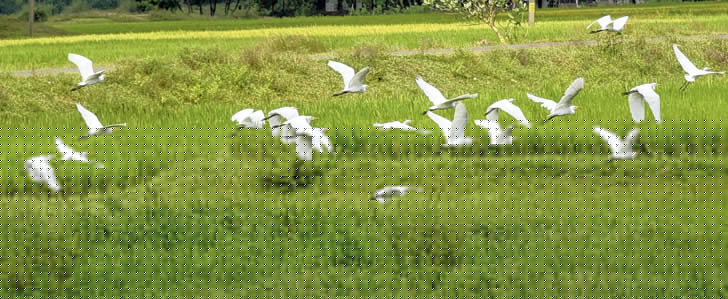 মাছের খোঁজে