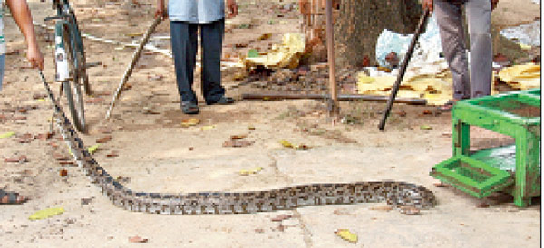 উদ্ধার ১৫ ফুট ময়াল