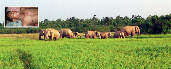 হাতির হানায় মৃত্যু শিরষিতে