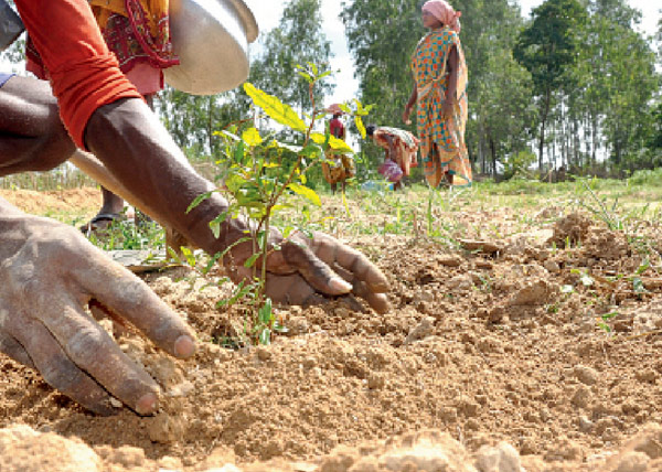 আম, আঙুরের পরে লাল মাটিতে শুরু বেদানা চাষও