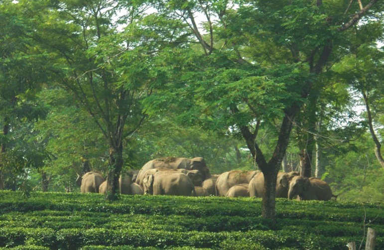 ডুয়ার্সে চা বাগানে ঢুকে পড়ল হাতির পাল