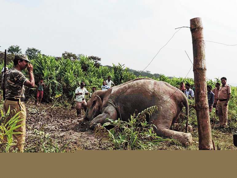 ফের ডুয়ার্সে মরল হাতি, কাঠগড়ায় বিদ্যুতের তার