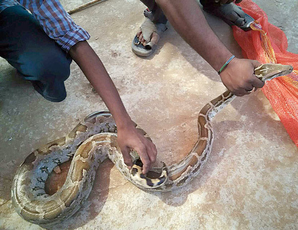 ইঁদপুরে ময়াল উদ্ধার