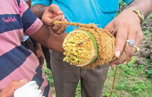 নারকেল ফুলের নীরা দেখাচ্ছে বিকল্প দিশা
