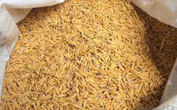 ধানের দামে চোখে আঁধার চাষির