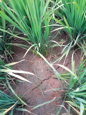 জলের অভাবে শুকোচ্ছে ধান, মুশকিলে কৃষকেরা