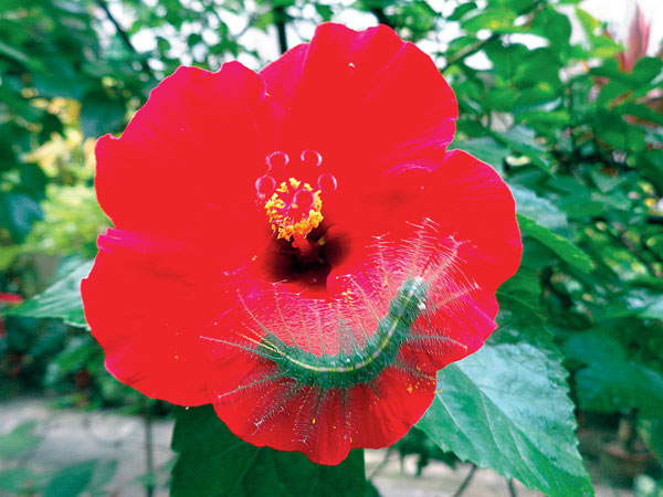 ফুলের মাঝে