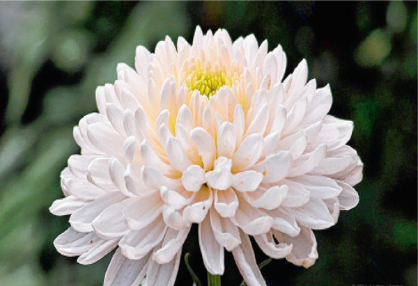 চন্দ্রমল্লিকার রোগ সারান জৈব উপায়ে