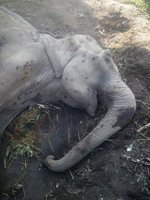 বার্ধক্যে মৃত্যু সিংহেশ্বরীর