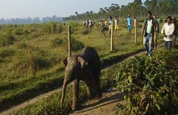 মনুষ্য-গন্ধ, সন্তানকে ত্যাজ্য করল হস্তি-মা