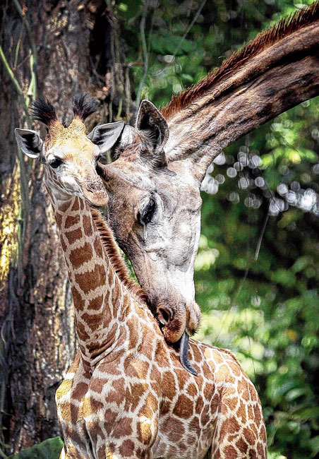 মায়ের আদর