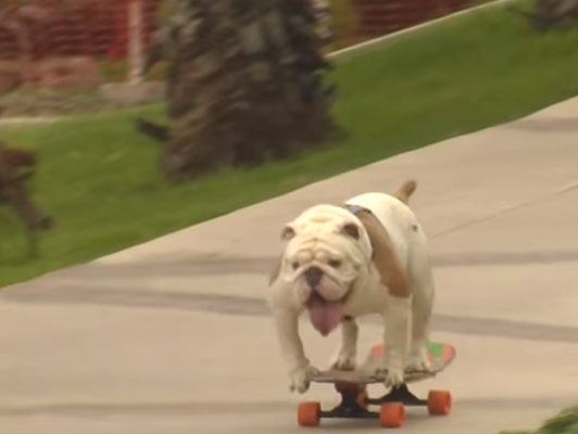 Otto the skateboarding bulldog enters into guinness book of world records dgtl