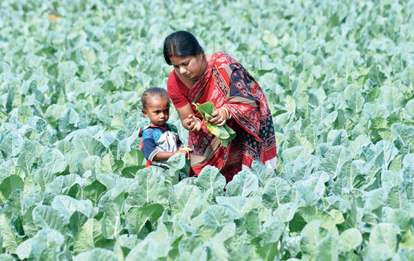 ধান বাতিলেই দিশা মুক্তিনগরে