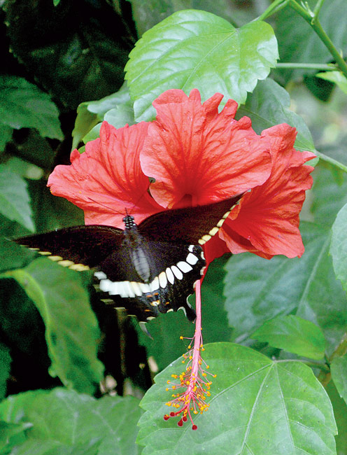 ফুলে ফুলে...