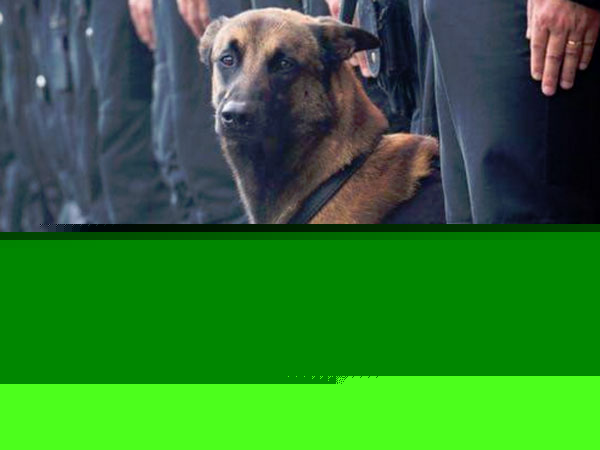 French police dog Diesel the dies dgtl
