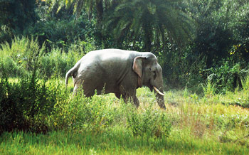 ঢুকল হাতির দল