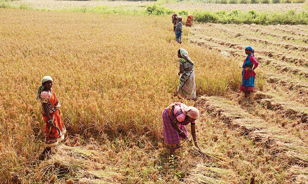 শিবিরে দেরি, অভাবী বিক্রি ধানের