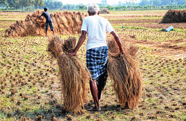 ফসল নিয়ে অপেক্ষায় কাহারপাড়া